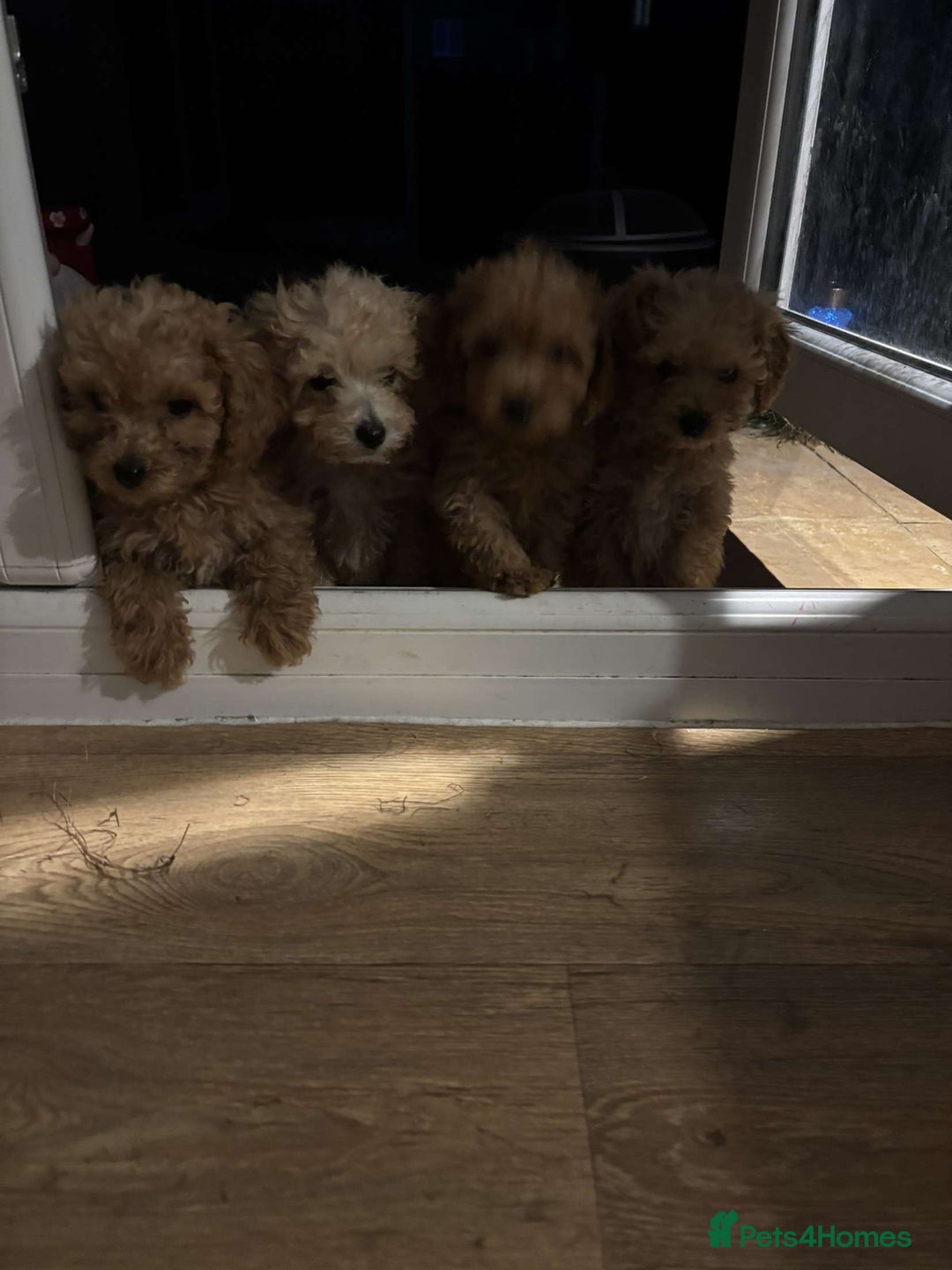 Cavapoo dogs for sale: F1b toy cavapoos  - Image 2