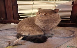 British Shorthair cats for stud: GCCF Active BLUE BOY for stud 💙 in Bexleyheath - Image 3