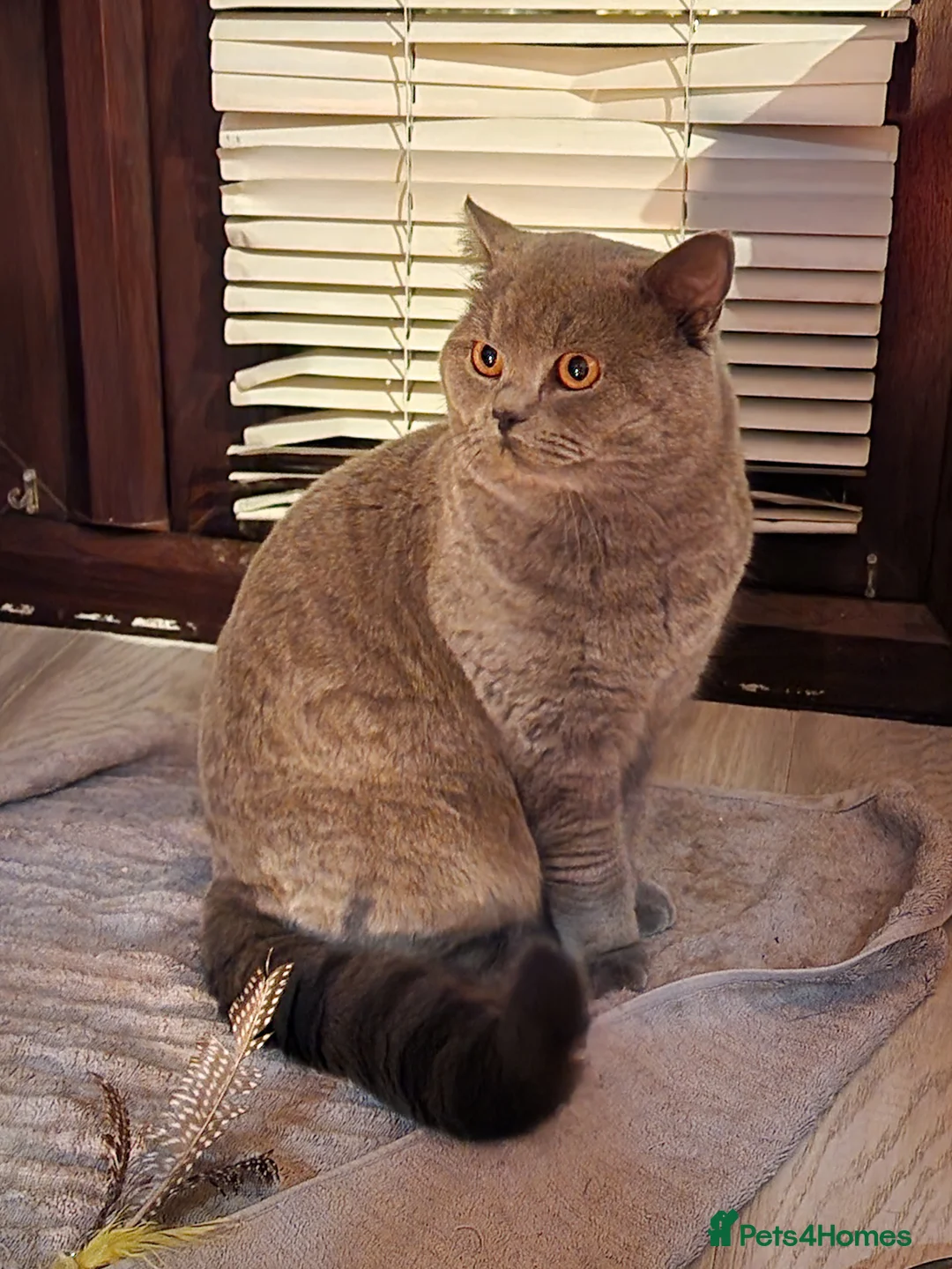 British Shorthair cats for stud: GCCF Active BLUE BOY for stud 💙 in Bexleyheath - Advert 3