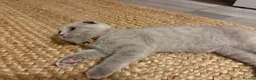 Scottish Fold cats for sale: 8 Beautiful blue Scottish folds  - Advert 27