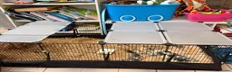 Guinea Pig rodents for sale: Adorable Guinea pigs - looking for a loving home  in Poole - Advert 5
