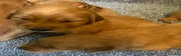 Golden Retriever dogs for sale: Gorgeous red golden retrievers  - Advert 11