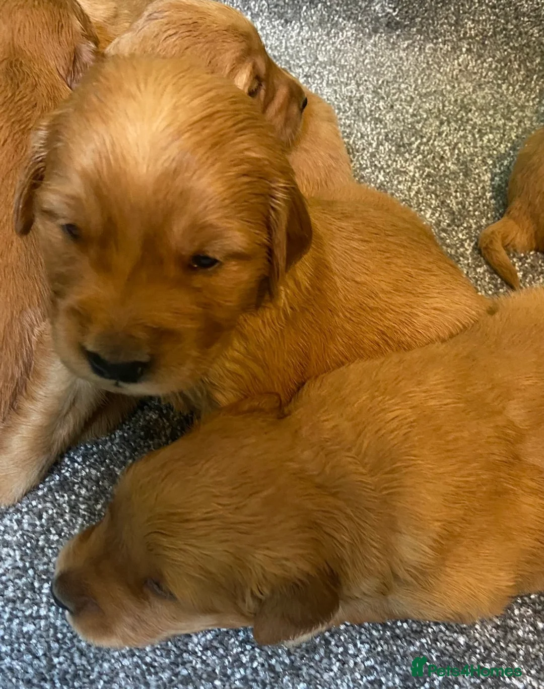Golden Retriever dogs for sale: Gorgeous red golden retrievers  - Advert 11