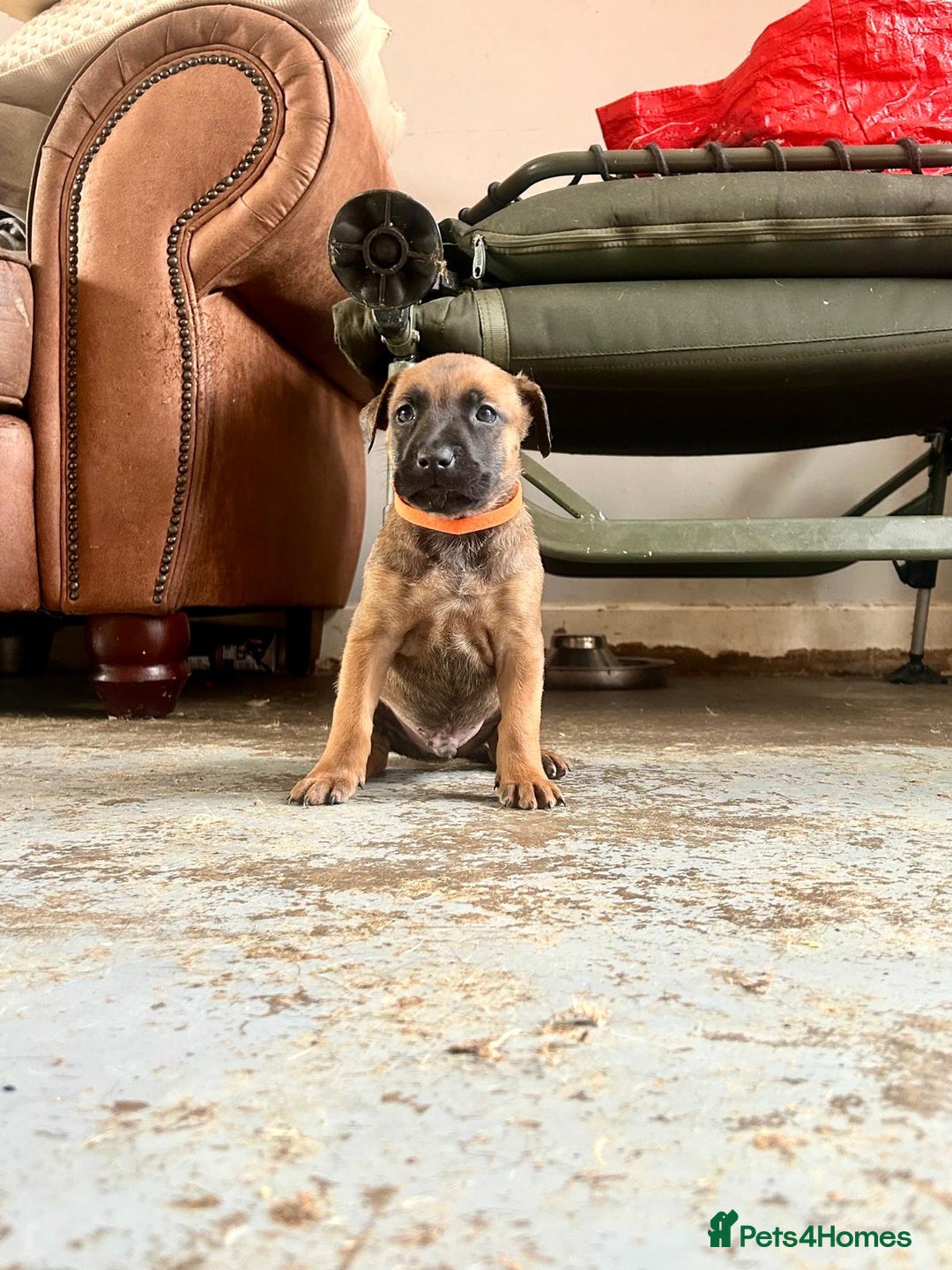 Mixed Breed dogs for sale: Mali cross  - Advert 13