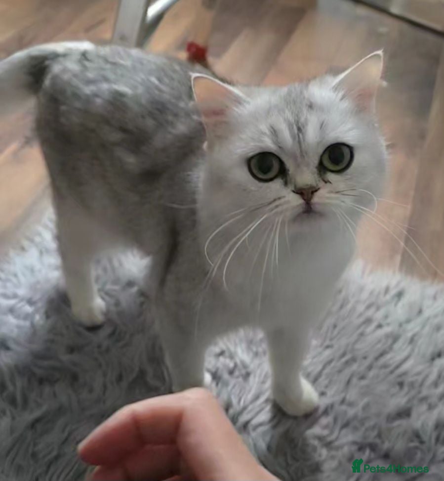 Scottish Fold cats Loving mother and daughter. Scottish breed  - Advert 3