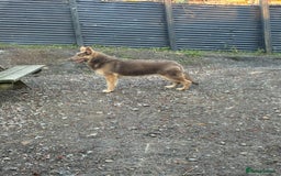 German Shepherd dogs for sale: German shepherd  - Advert 4