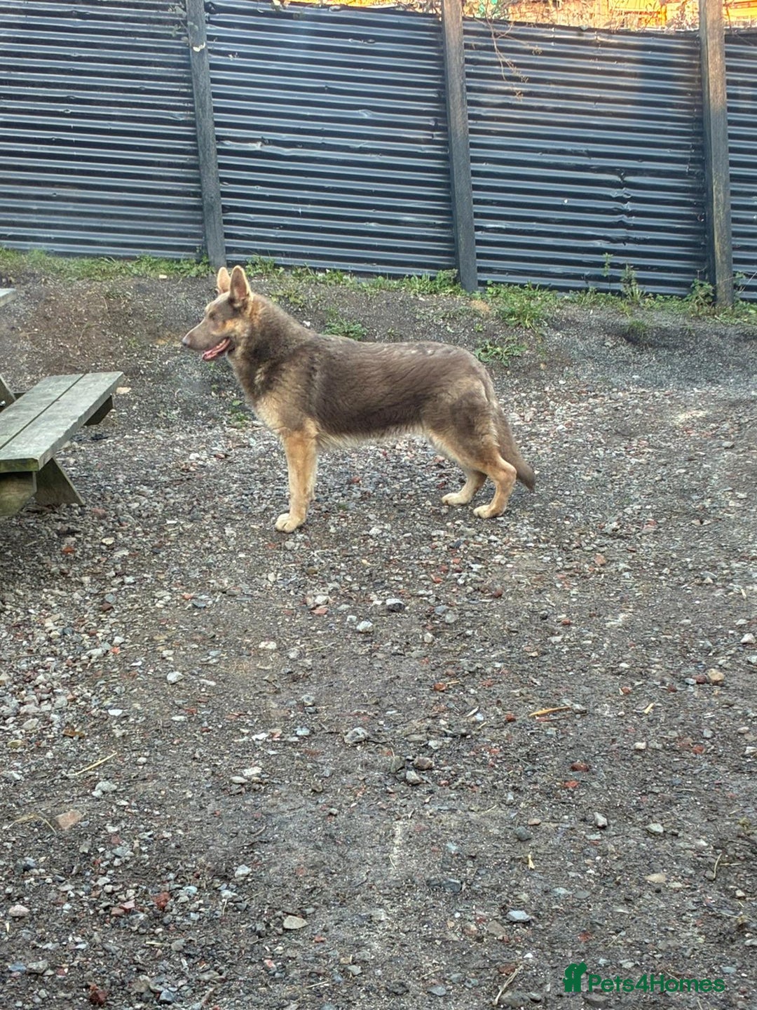 German Shepherd dogs for sale: German shepherd  - Advert 4