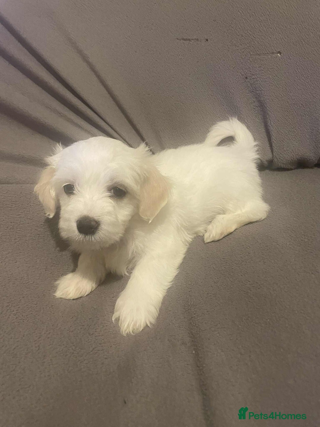 Maltese dogs for sale: Stunning Purebred Maltese Boys Puppies  - Image 15