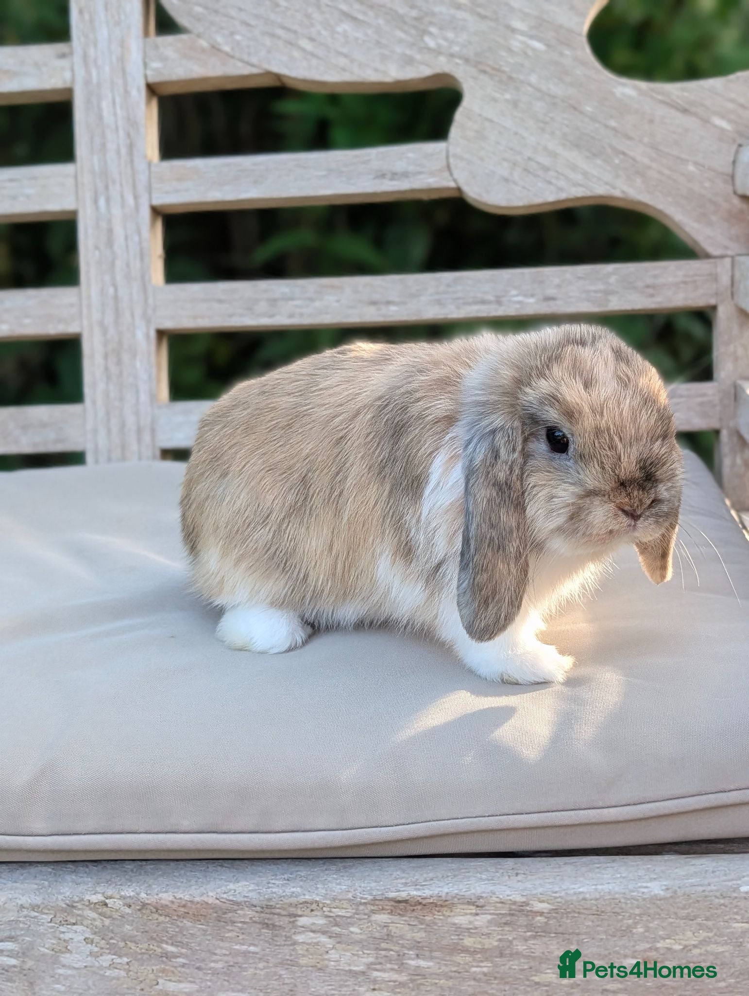 Mini Lop rabbits Male Mini Lop *READY NOW* - Advert 2