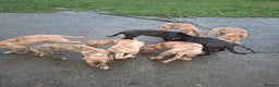 Lurcher dogs for sale: Lurcher pups for sale  - Advert 2