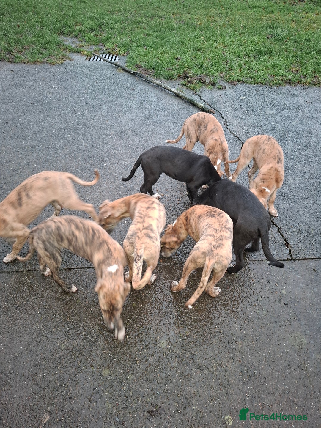 Lurcher dogs for sale: Lurcher pups for sale  - Advert 2