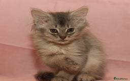 Somali cats for sale: Blue silver female Somali - Image 3