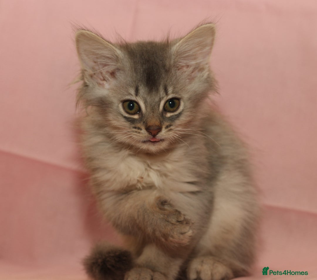Somali cats for sale: Blue silver female Somali - Image 3