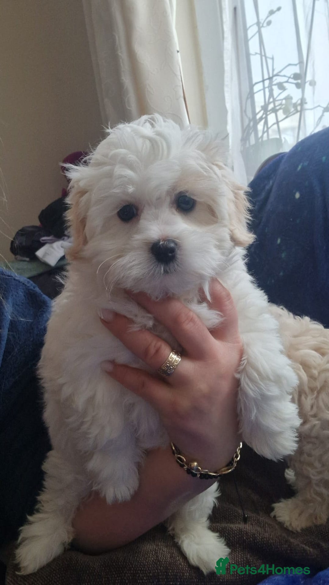 Havanese dogs for sale: Beautiful Bichon Puppies Available!  - Advert 13