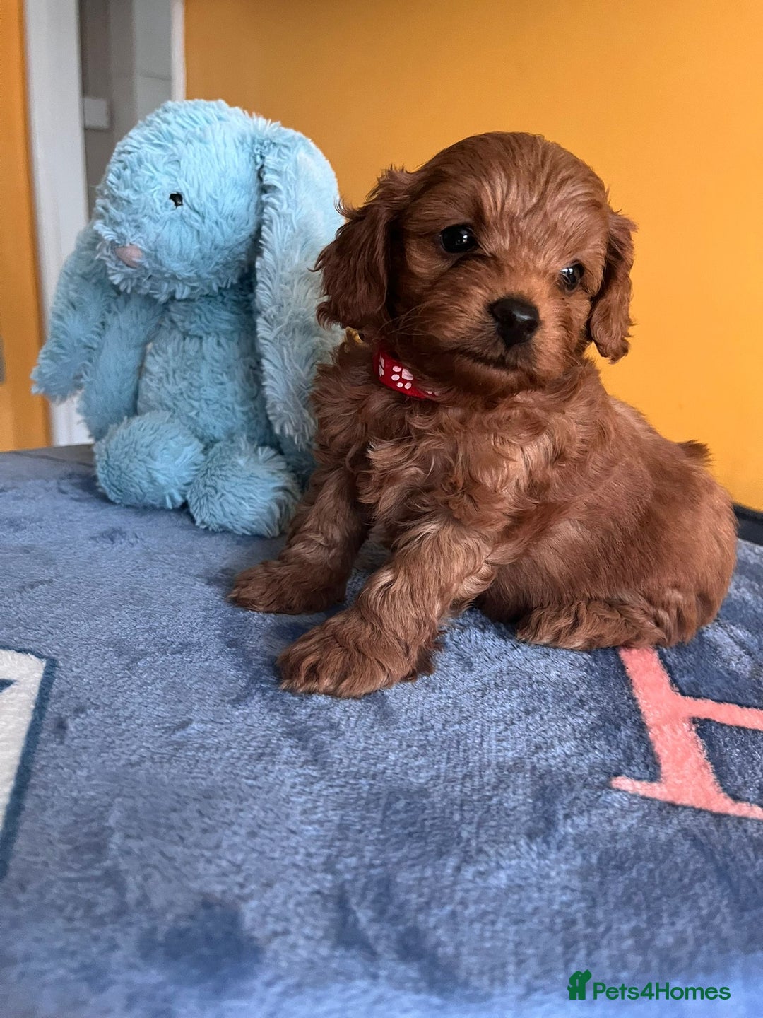 Cockapoo dogs for sale: F1b Cockapoo Puppies Ready Soon for Loving Homes - Image 16