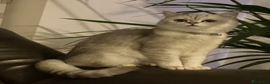 Persian chinchilla