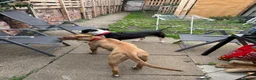 Mixed Breed dogs for sale: Bully manya pupy  - Advert 4