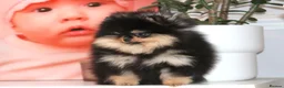 Pomeranian dogs for sale: KC Beautiful Pomeranian Puppies  - Advert 5