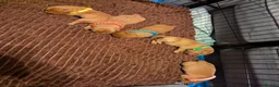 Labrador Retriever dogs for sale: Beautiful Fox Red Labrador Retriever Puppies - Advert 3