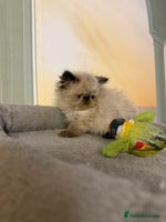 Persian cats - Advert 3