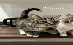 Mixed Breed cats for sale: Friendly cats looking for new forever homes  - Image 6