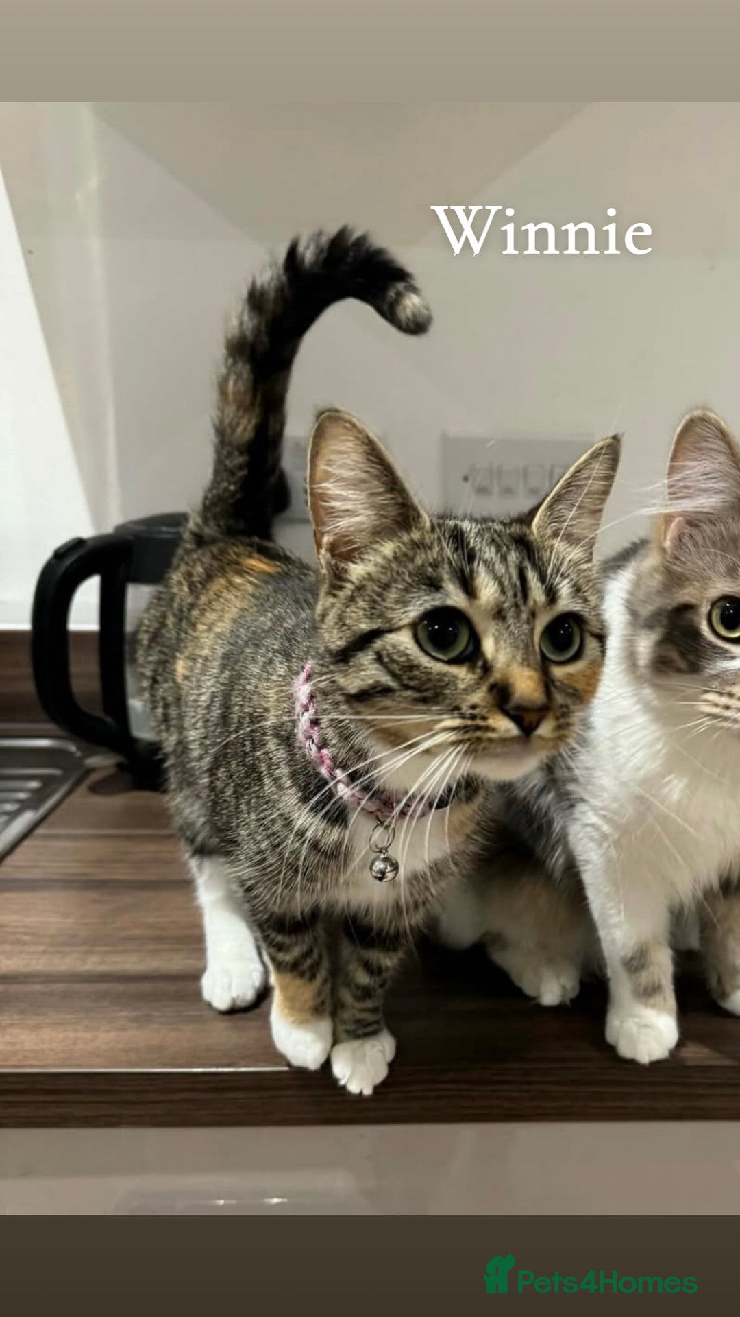 Mixed Breed cats for sale: Friendly cats looking for new forever homes  - Image 6