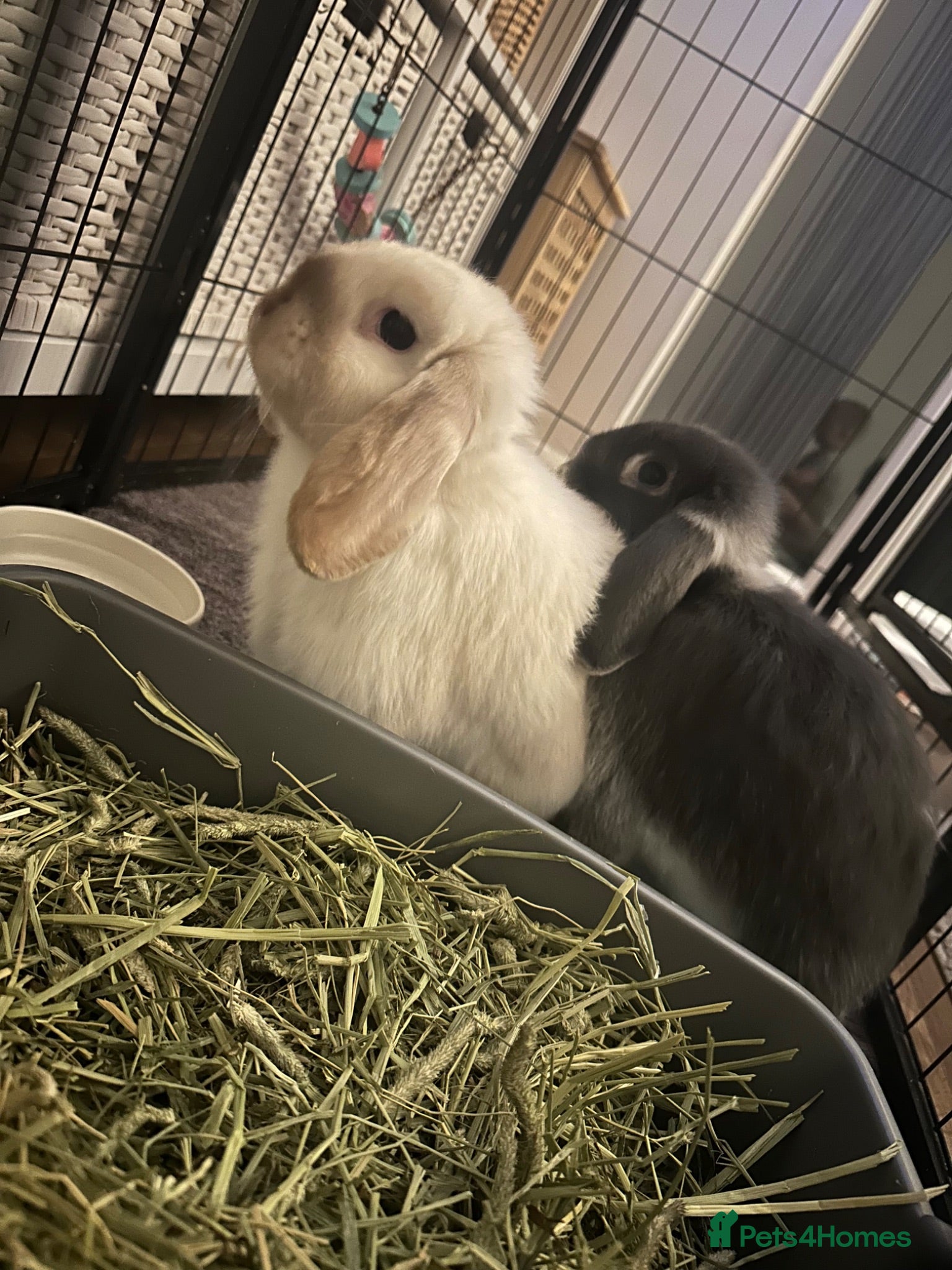Mixed Breed rabbits Bobby & Nancy, Female Rabbits  - Advert 1