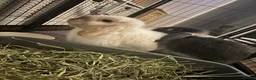 Mixed Breed rabbits for sale: Bobby & Nancy, Female Rabbits  in Sandbach - Advert 1
