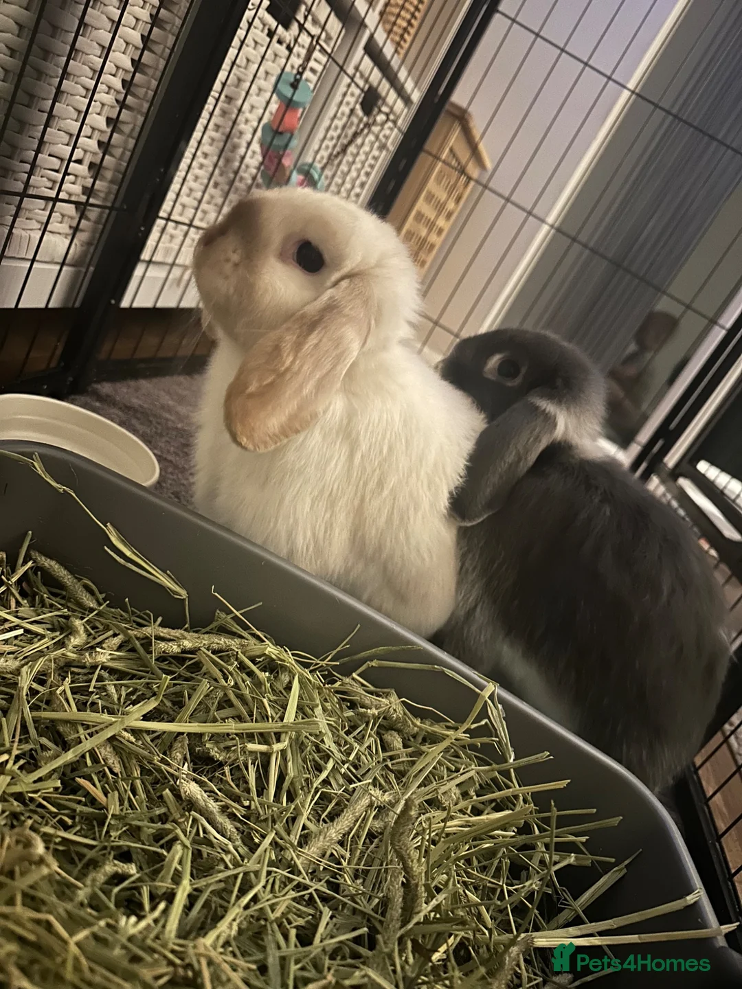Mixed Breed rabbits for sale: Bobby & Nancy, Female Rabbits  in Sandbach - Advert 1