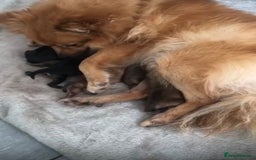 Pomeranian dogs for sale: Pomeranian Puppies  - Image 2