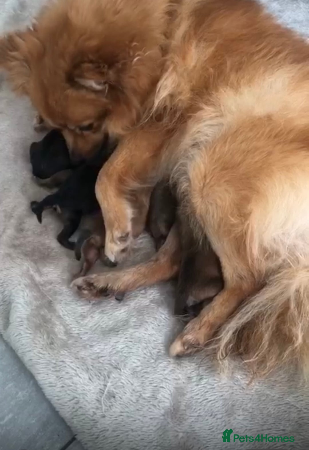 Pomeranian dogs for sale: Pomeranian Puppies  - Image 2