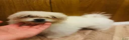 Bichon Frise dogs for sale: BEAUTIFUL puppy for sale (vacc+chip)  🐶 🐕  - Advert 5