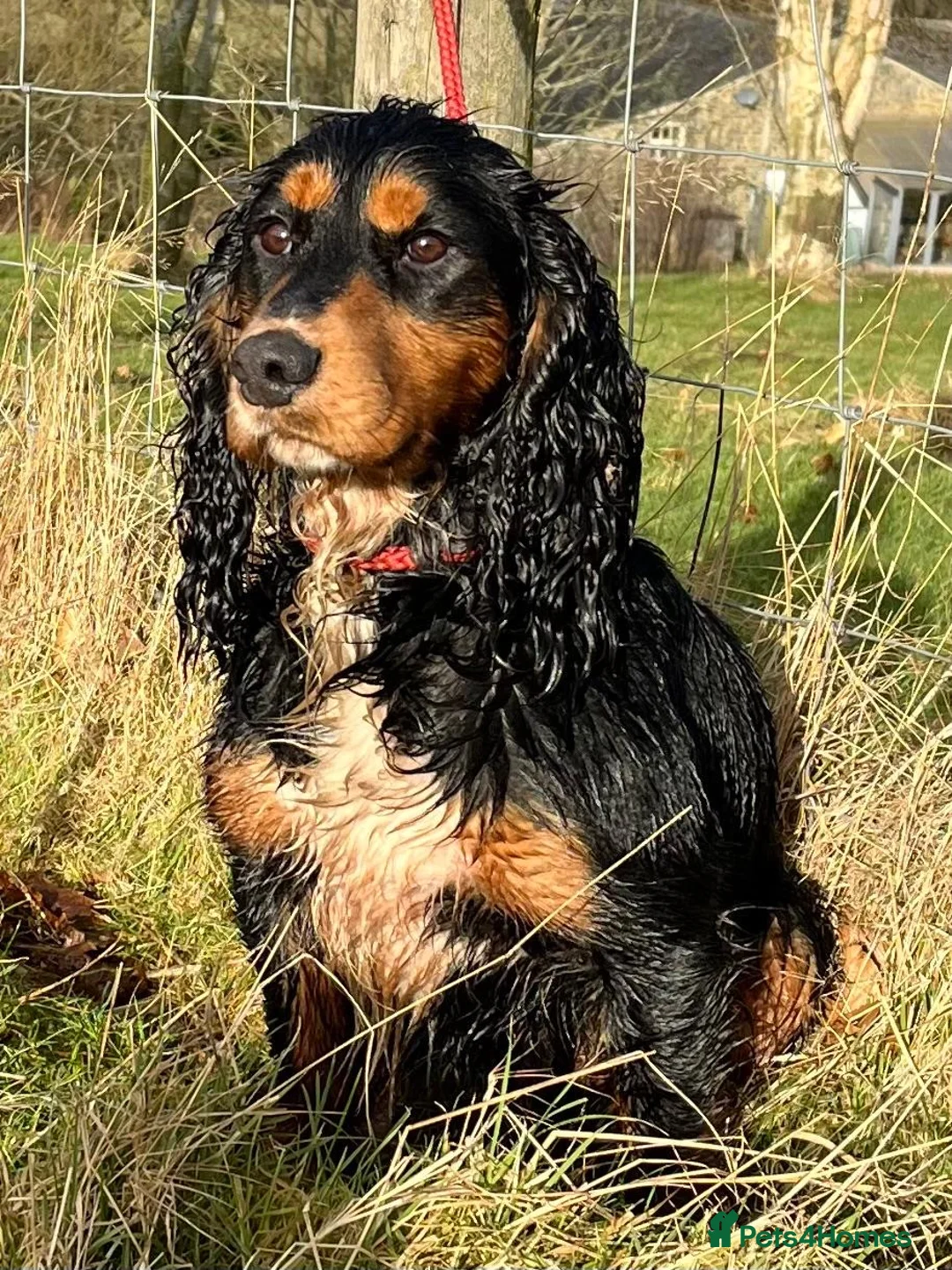 Cocker Spaniel dogs for stud: ROO KC dna clear ☑️ tri cocker spaniel - Advert 1
