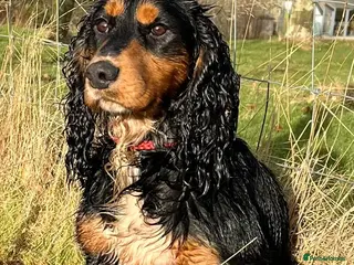 Cocker Spaniel dogs ROO KC dna clear ☑️ tri cocker spaniel - Advert 14