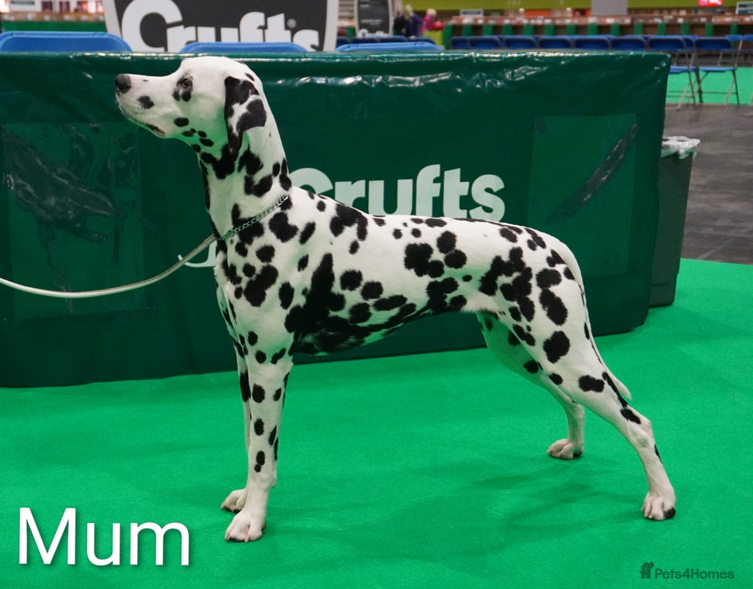 Dalmatian dogs for sale: Show Line LUA KC Dalmatian Puppies - Licensed - Image 3