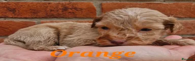 Cockapoo Puppy 3