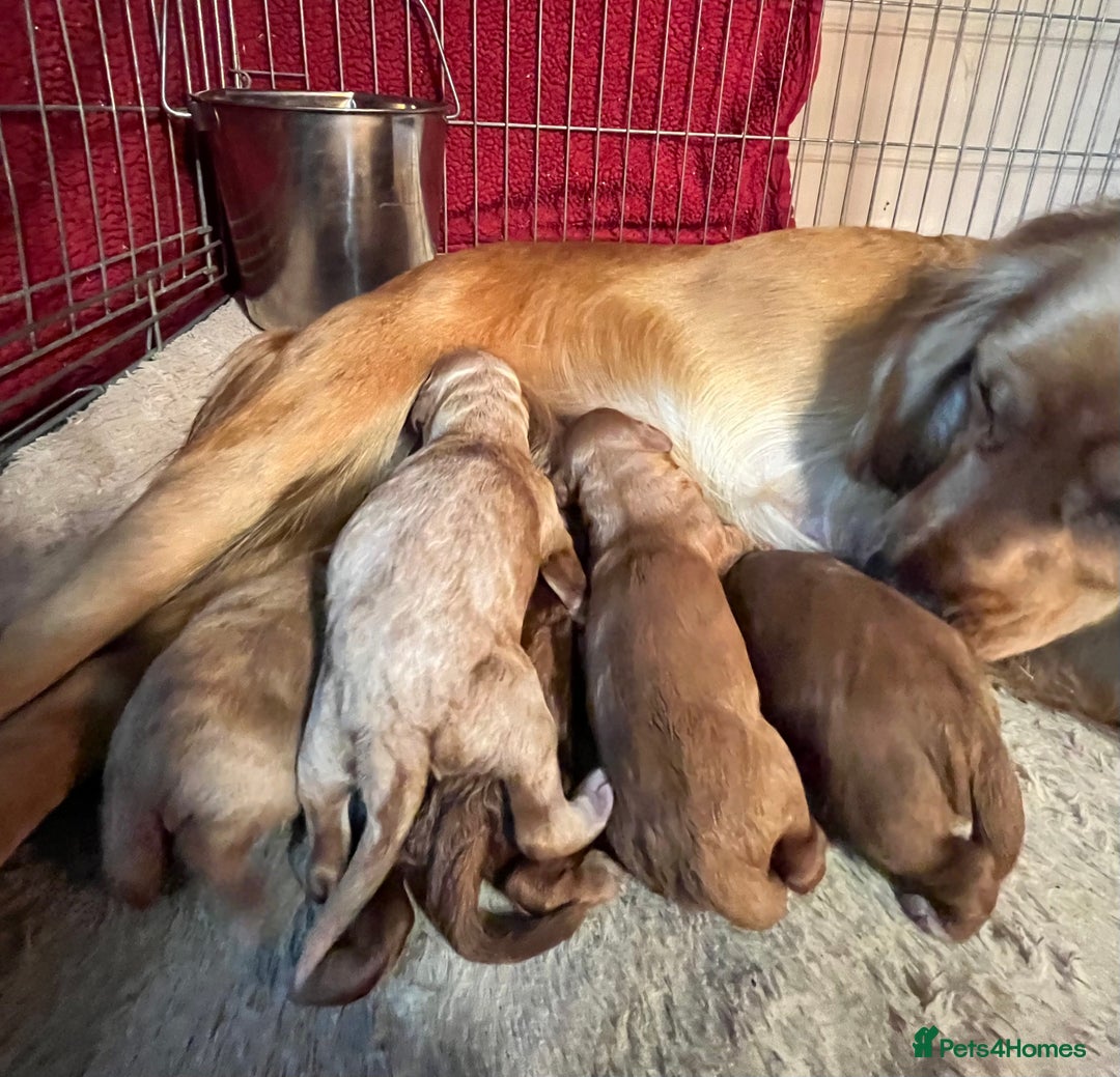 Cockapoo dogs for sale: Pop the champagne 🍾  - Image 4