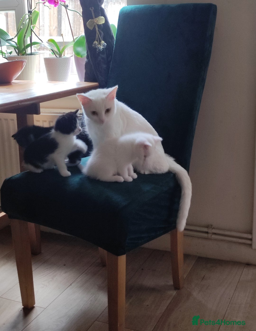 Mixed Breed cats for sale: Kittens - Advert 4
