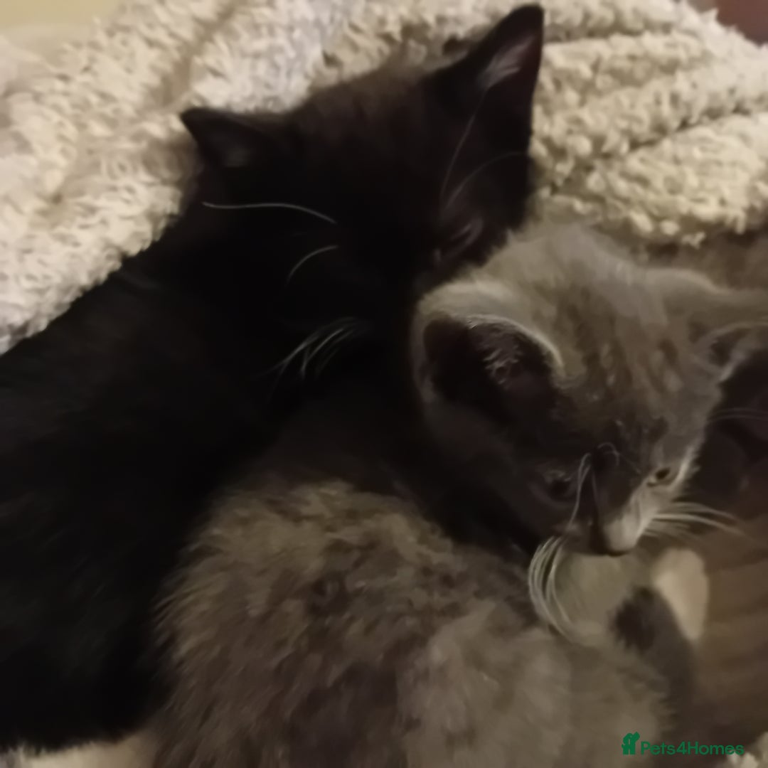 Mixed Breed cats for sale: Two beautiful kittens needing a forever home - Advert 1