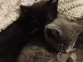Mixed Breed cats Two beautiful kittens needing a forever home - Advert 13