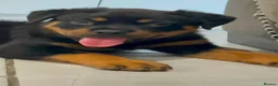 Rottweiler dogs for sale: Rottweiler pup - Advert 3