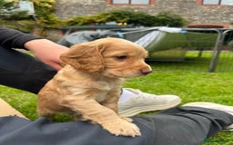 Cocker Spaniel dogs for sale: Stunning Working Cocker Spaniel Puppies - Image 7