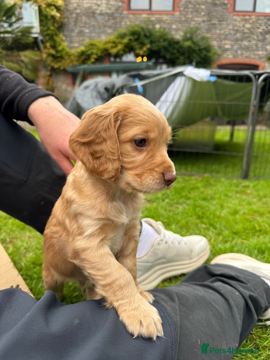Cocker Spaniel dogs for sale: Stunning Working Cocker Spaniel Puppies - Image 7