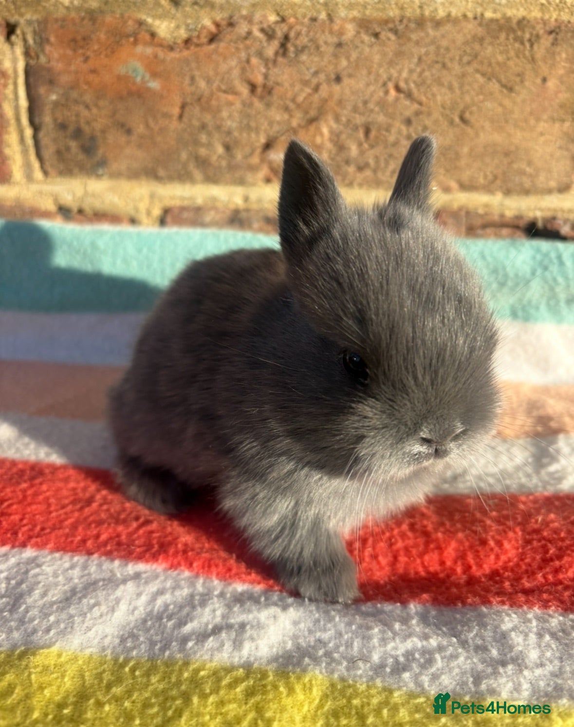 Netherland Dwarf rabbits White, Chocolate & Blue Netherland Dwarf Bunnies  - Advert 6