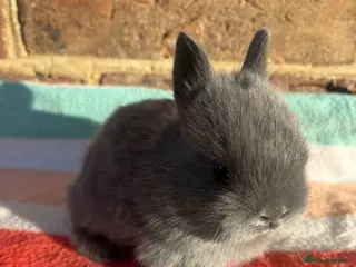 Netherland Dwarf rabbits White, Chocolate & Blue Netherland Dwarf Bunnies - Advert 6