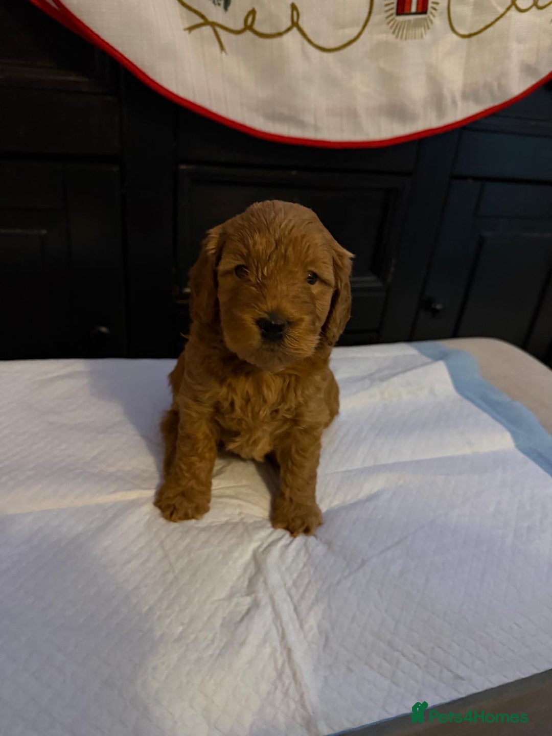 Cockapoo dogs for sale: F1b Cockapoo Puppies – Ready 16th January ✨ - Advert 9