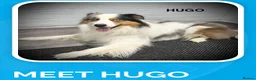 Border Collie dogs for stud: Hugo Dog For Stud - Advert 3