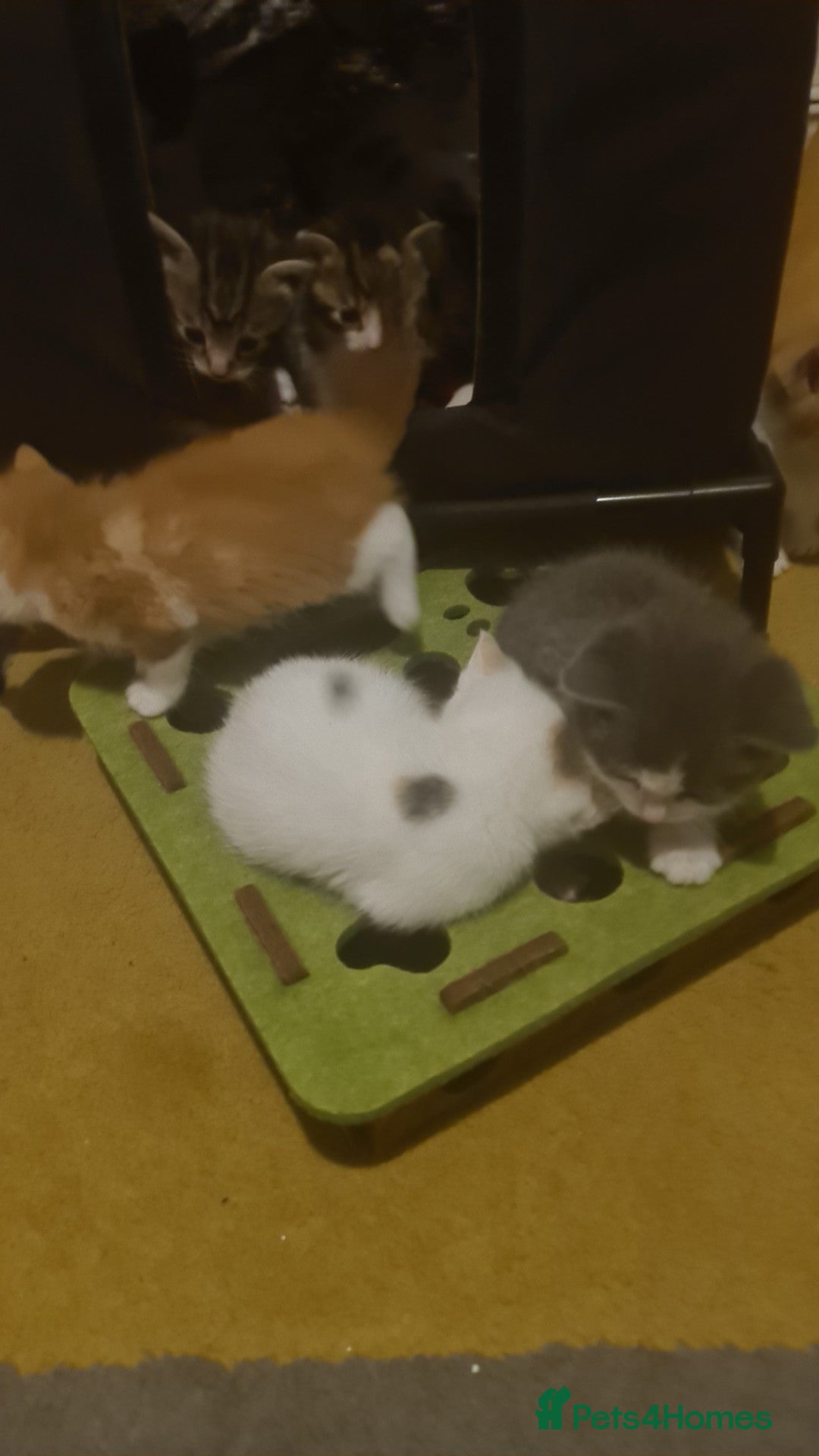 Exotic cats Exotic - Advert 2