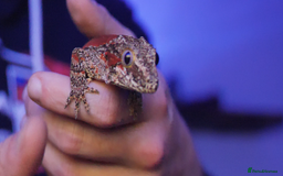 Gecko reptiles for sale: Gargoyle Gecko (Stunning Stripes) & full a+ Setup - Image 5