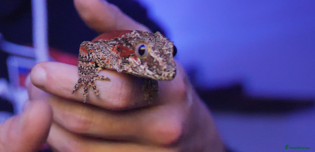 Gecko reptiles for sale: Gargoyle Gecko (Stunning Stripes) & full a+ Setup - Image 5